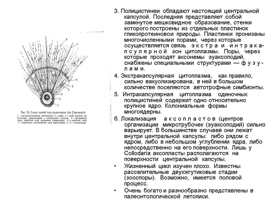 3. Полицистинеи обладают настоящей центральной капсулой. Последняя представляет собой замкнутое мешковидное образование, стенки которого